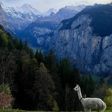 In Car-free - Hop In Nest 3*